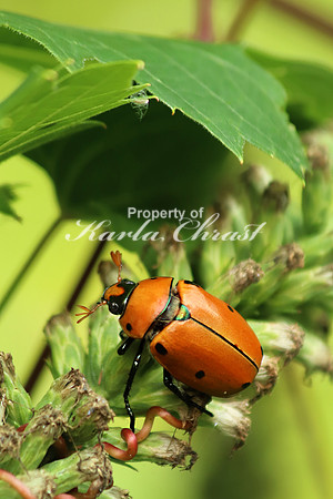 Grapevine Beetle 1 - August 10, 2018