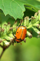Grapevine Beetle 2- August 10, 2018