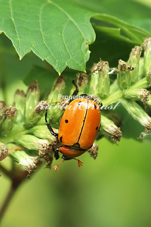 Grapevine Beetle 2- August 10, 2018
