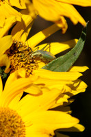 Blackhorned Tree Cricket 2 - September 11, 2016 Blue Mounds State Park Minnesota
