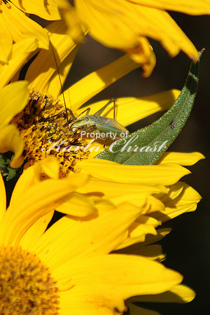 Blackhorned Tree Cricket 2 - September 11, 2016 Blue Mounds State Park Minnesota