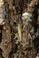 Blackhorned Tree Cricket 4 - October 10,  2016 Mammoth Cave National Park Kentucky