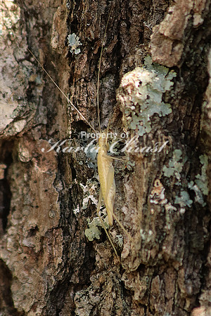 Blackhorned Tree Cricket 4 - October 10,  2016 Mammoth Cave National Park Kentucky