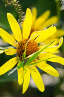 Katydid 1 - September 26, 2015 Dakota Rail Regional Trail Minnesota