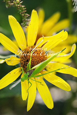 Katydid 1 - September 26, 2015 Dakota Rail Regional Trail Minnesota