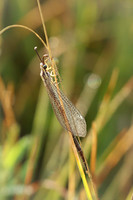 Lacewing - August 10, 2023 Lake Vermillion Recreation Area