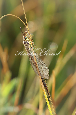 Lacewing - August 10, 2023 Lake Vermillion Recreation Area