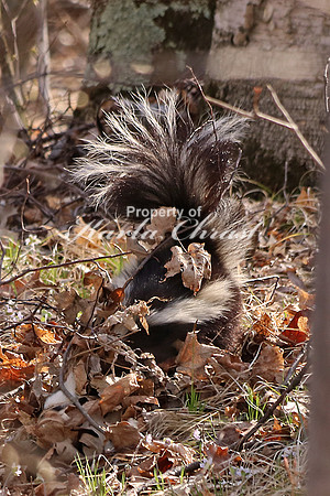 Skunk 2- April 22, 2016 Tamarac National Wildlife Refuge Minnesota