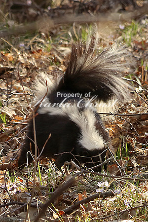 Skunk 1- April 22, 2016 Tamarac National Wildlife Refuge Minnesota