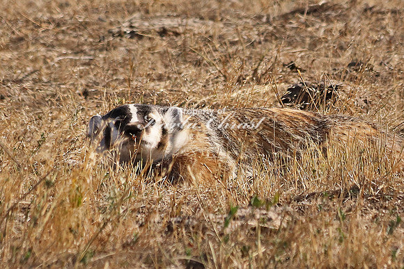 Badger 7 - September 5, 2017 Badlands National Park South Dakota