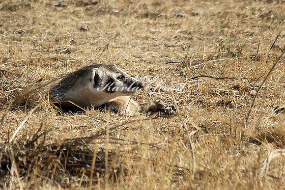 Badger 5 - September 5, 2017 Badlands National Park South Dakota