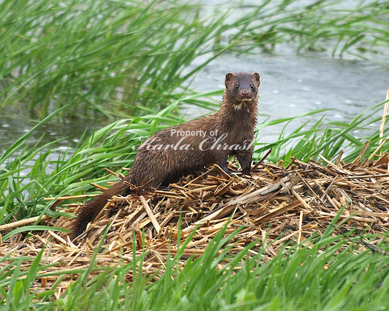 American Mink 1 - May 20, 2011 Big Stone National Wildlife Refuge