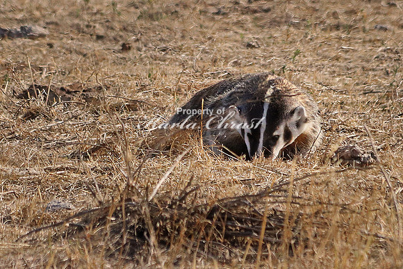 Badger 4 - September 5, 2017 Badlands National Park South Dakota