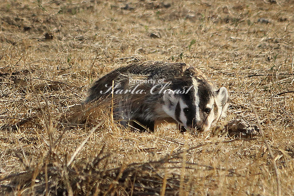 Badger 3 - September 5, 2017 Badlands National Park South Dakota