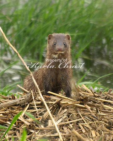 American Mink 2 - May 20, 2011 Big Stone National Wildlife Refuge