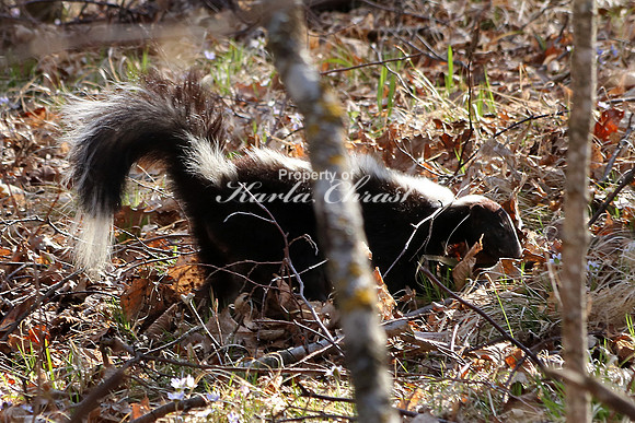 Skunk 3- April 22, 2016 Tamarac National Wildlife Refuge Minnesota