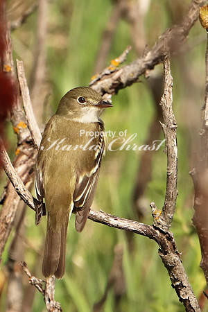 Least Flycatcher 2 - May 27, 2019 North Country National Scenic Trail