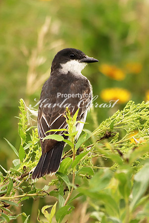 Eastern Kingbird 2 - July 21, 2018 Big Stone National Wildlife Refuge Minnesota