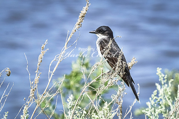 Eastern Kingbird 6 - July 18, 2023 Tewaukon National Wildlife Refuge