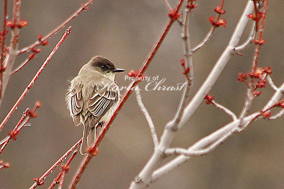 Eastern Phoebe 1 - April 26, 2014 Glacial Lakes State Trail Minnesota
