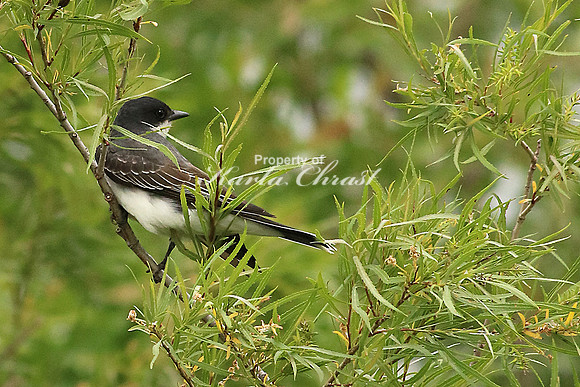 Eastern Kingbird 1- June 4, 2016