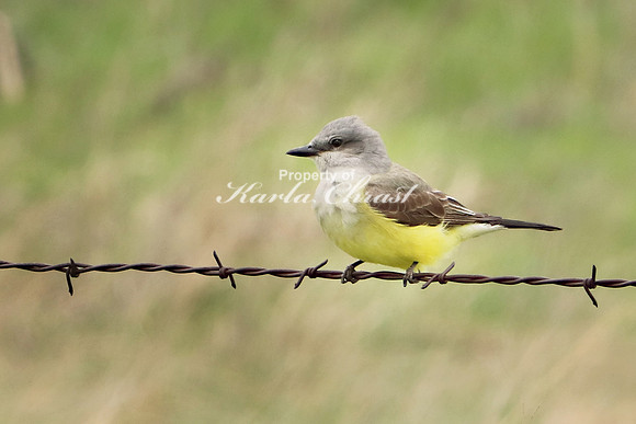 Western Kingbird 2 - April 29, 2019 Quivira National Wildlife Refuge
