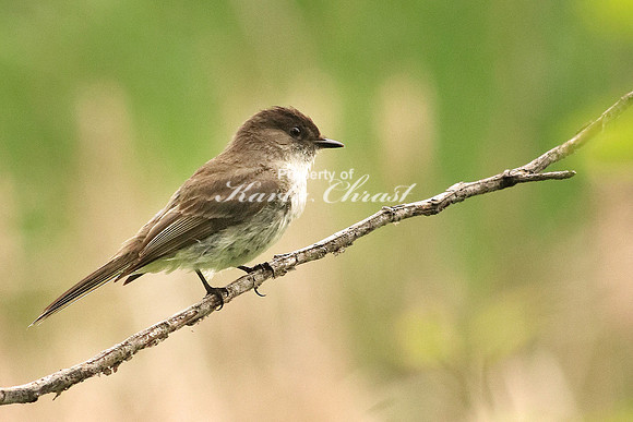 Eastern Phoebe 3 - June 18, 2016 Rydell National Wildlife Refuge Minnesota