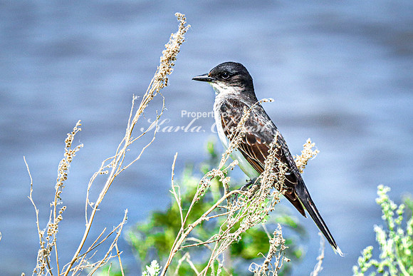 Eastern Kingbird 4 - July 18, 2023 Tewaukon National Wildlife Refuge