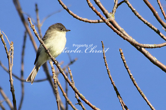 Eastern Phoebe 4 - September 28, 2019 Maplewood State Park