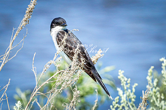 Eastern Kingbird 5 - July 18, 2023 Tewaukon National Wildlife Refuge