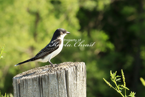 Eastern Kingbird 3 - May 31, 2023 Big Stone National Wildlife Refuge Minnesota