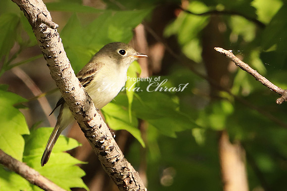 Least Flycatcher 1 - May 27, 2019 North Country National Scenic Trail