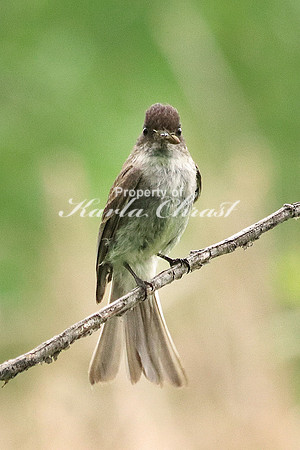 Eastern Phoebe 2 - June 18, 2016 Rydell National Wildlife Refuge Minnesota