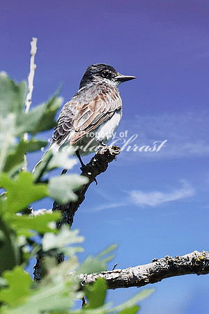 Eastern Kingbird 8 - August 14, 2023 Roy Lake State Park