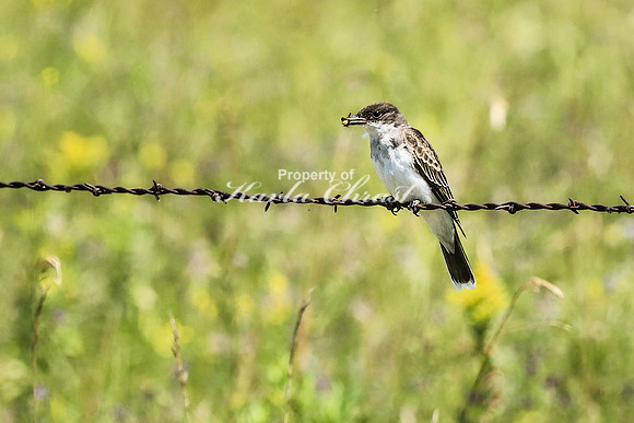 Eastern Kingbird 7 - August 10, 2023 Lake Vermillion Recreation Area