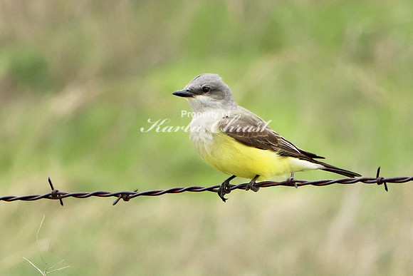 Western Kingbird 1 - April 29, 2019 Quivira National Wildlife Refuge