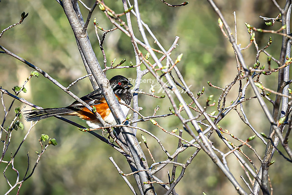 Eastern Towhee 7 - April 29, 2025 - Missouri National Scenic River Nebraska