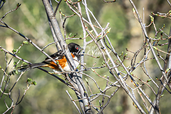 Eastern Towhee 8 - April 29, 2025 - Missouri National Scenic River Nebraska