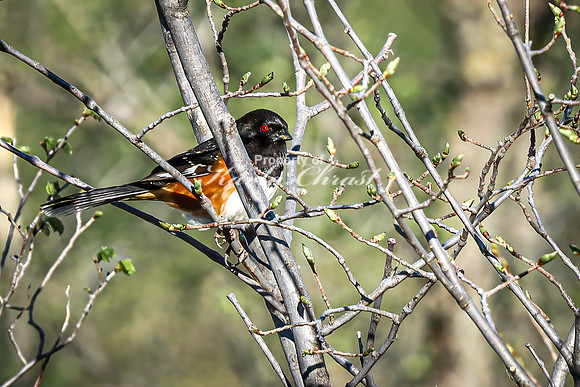 Eastern Towhee 10 - April 29, 2025 - Missouri National Scenic River Nebraska