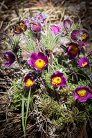 Pasque Flower 61 - April 29, 2025 - Ponca State Park Nebraska