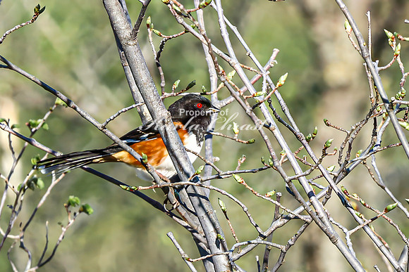 Eastern Towhee 12 - April 29, 2025 - Missouri National Scenic River Nebraska