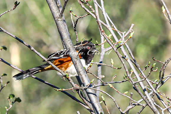 Eastern Towhee 14 - April 29, 2025 - Missouri National Scenic River Nebraska