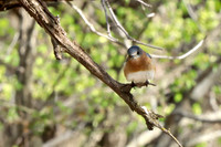 Eastern Bluebird 3 - April 29, 2025 - Ponca State Park Nebraska