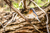 Eastern Bluebird 5 - April 29, 2025 - Ponca State Park Nebraska