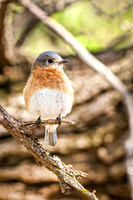 Eastern Bluebird 4 - April 29, 2025 - Ponca State Park Nebraska