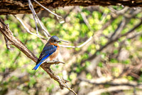 Eastern Bluebird 6 - April 29, 2025 - Ponca State Park Nebraska