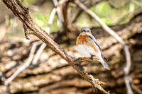 Eastern Bluebird 7 - April 29, 2025 - Ponca State Park Nebraska