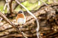 Eastern Bluebird 8 - April 29, 2025 - Ponca State Park Nebraska