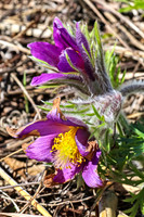 Pasque Flower 62 - April 29, 2025 - Ponca State Park Nebraska