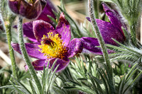 Pasque Flower 63 - April 29, 2025 - Ponca State Park Nebraska